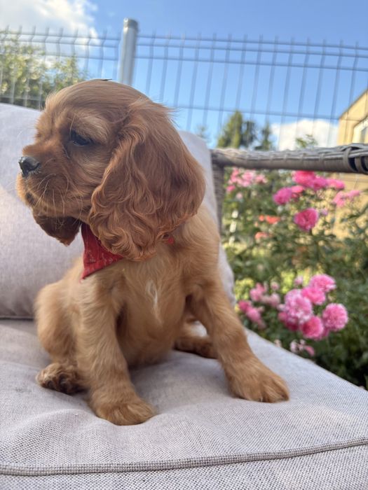 Cavalier King Charles Spaniel suczka.