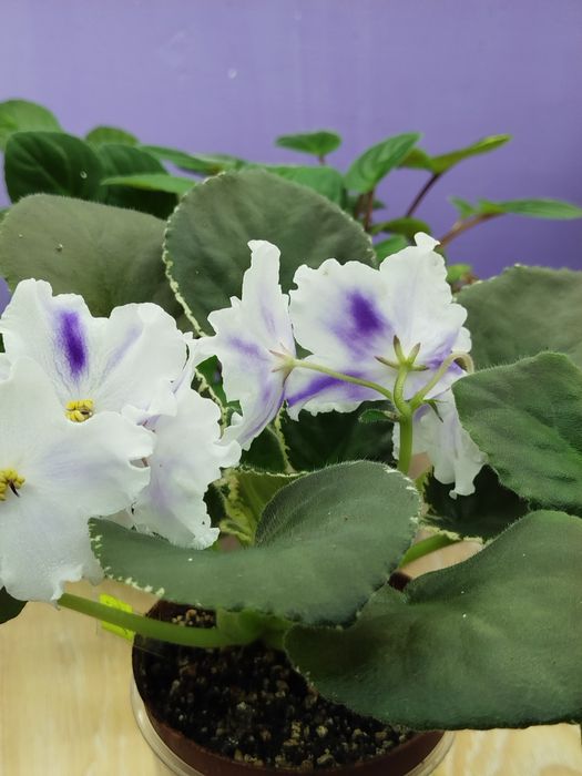 Фіалка для дому кімнати