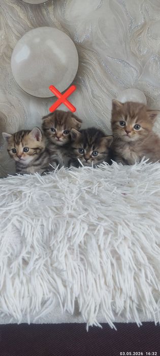 Пропонуються кошенята