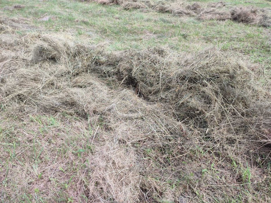 Продам сіно, тюки сіна (великі)