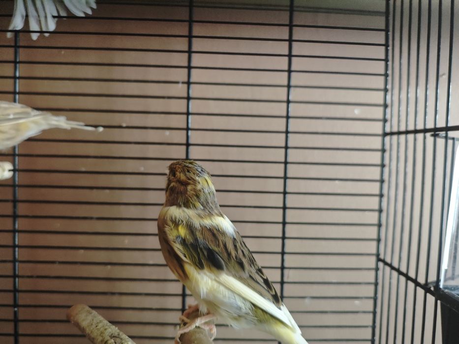 Kanarki samce i samice