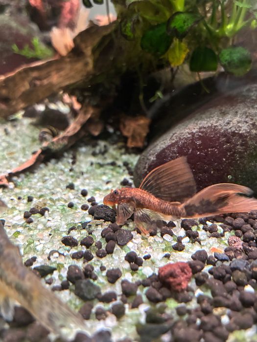 Peixe ancistrus juvenis