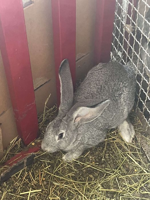 Кролики великаны!!!