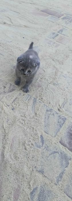 Кошенята Британської породи