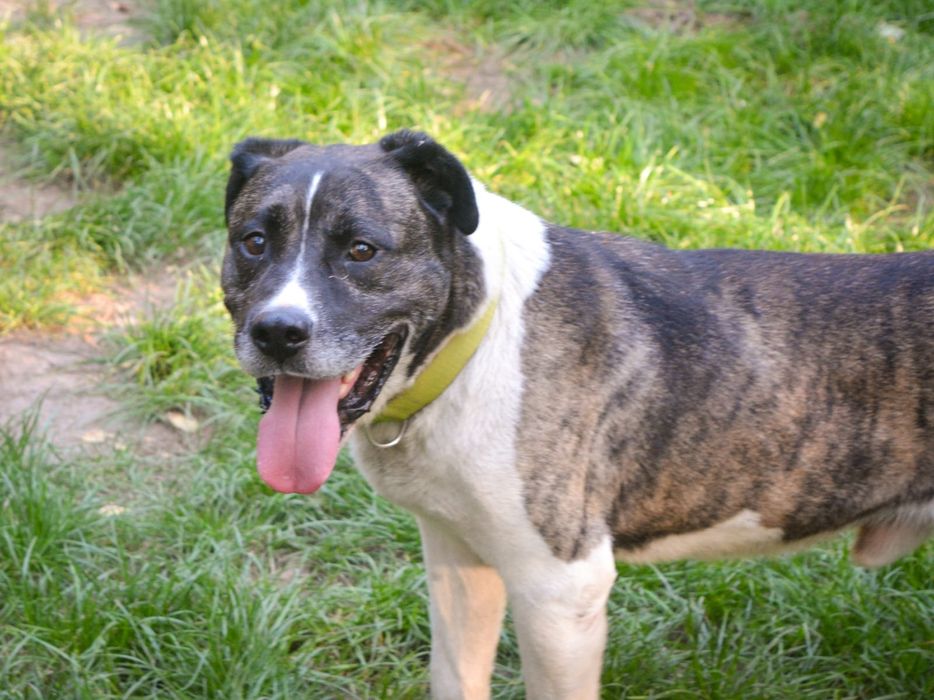 Cudowny Łatek w typie amstaffa czeka na dom