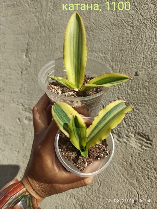 Сансевієрії Індонезія