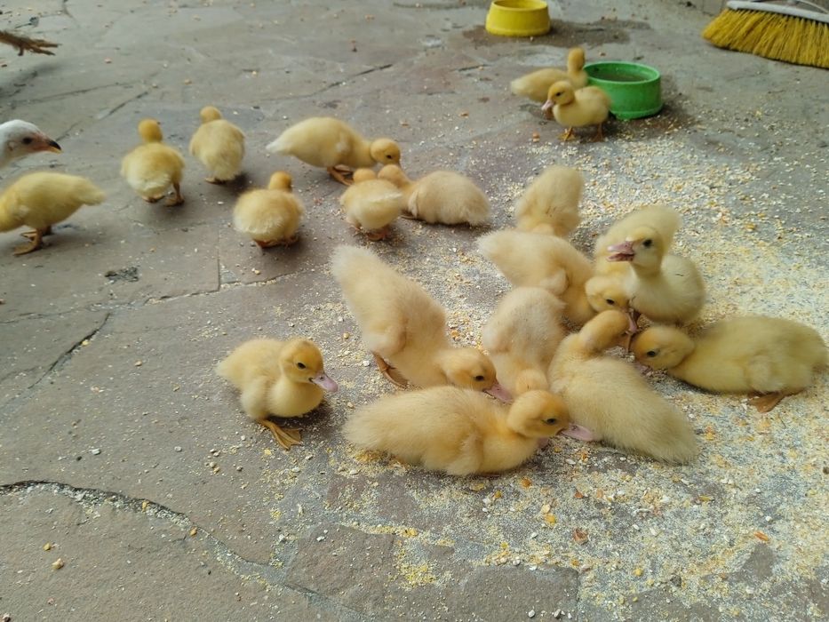 Продам інкубаційне яйце білих мускусів