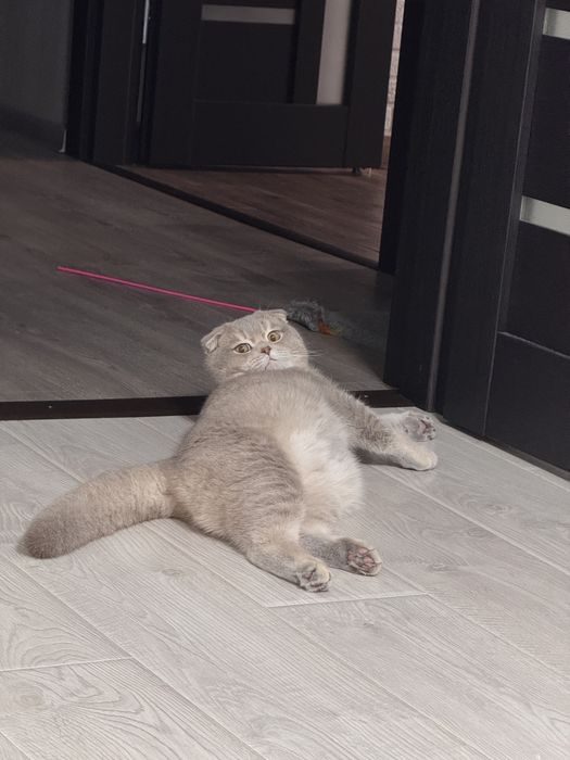 Вязка кота шиншила + британец