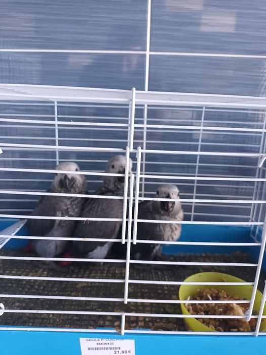 Casais reprodutores de cinzentos congo