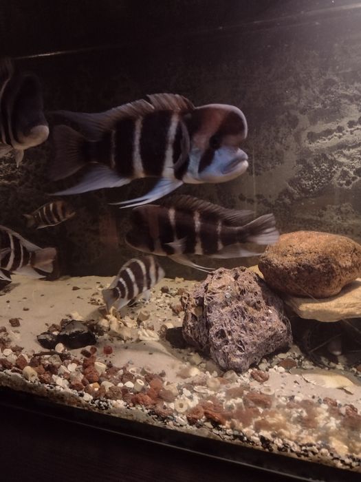 Frontosa Burundi stado sprzedam