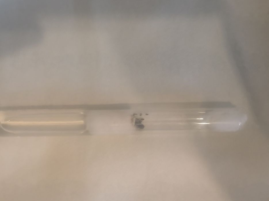 Kolonia Lasius Niger 20-30 robotnic