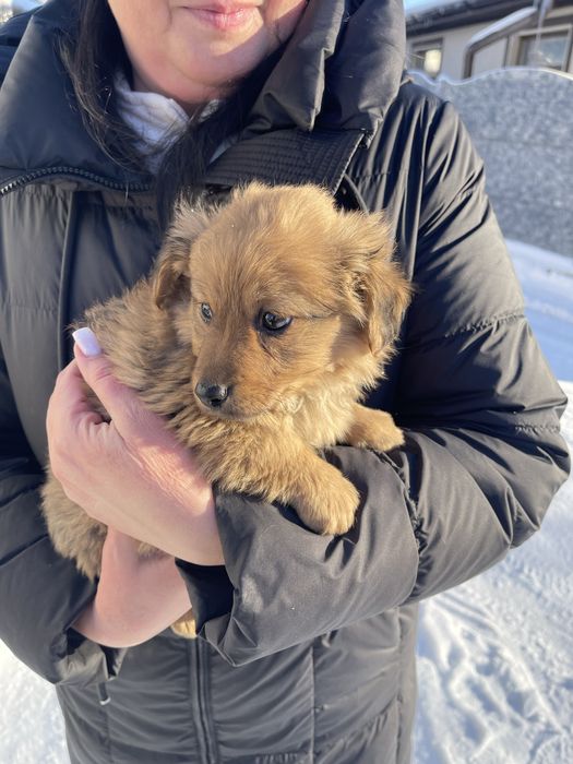 Відам цуциків в хороші руки