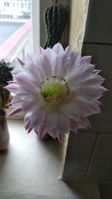 Продаются кактусы комнатные, цветущие.