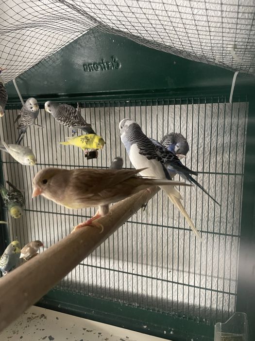 Periquito, canarios, diamante gould, diamante mandarins para venda