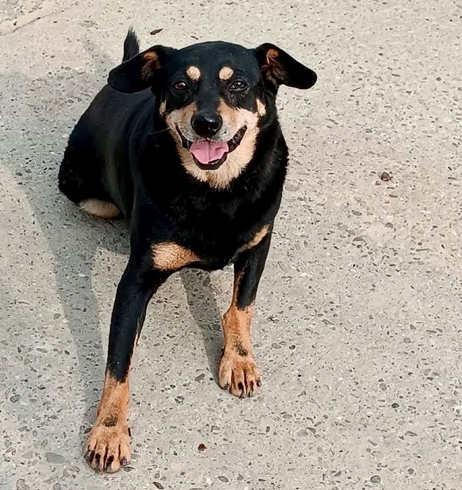 Ramzes prosi o szansę ...