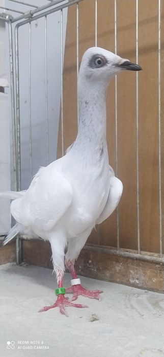 Srebrniak Srebrniaki Samica
