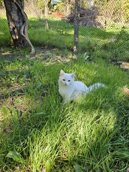 отдам даром котика