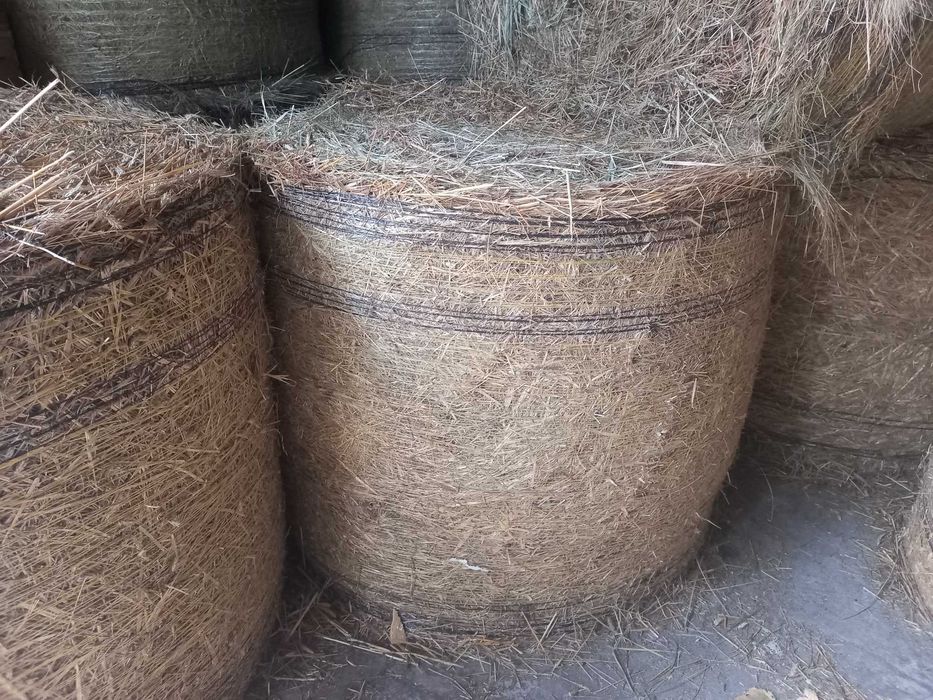 Sprzedam suchą słomę