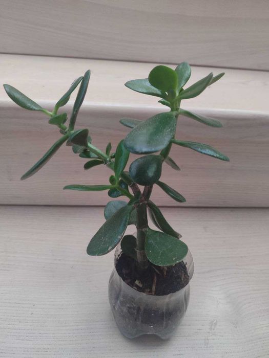 Товстянка красула