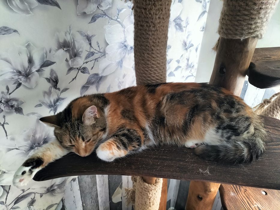 Дуже гарна трехцветная кошечка