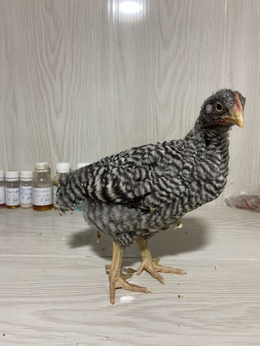 Півні амрокс і брама