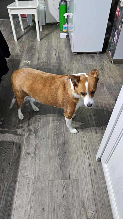 Myszka do adopcji