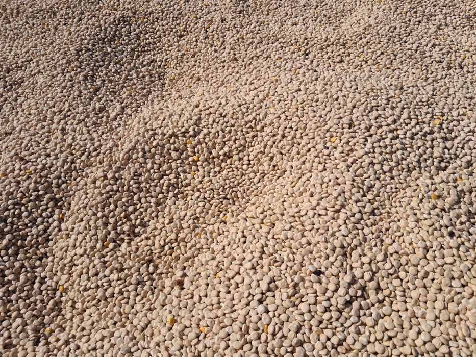 Sprzedam łubin biały