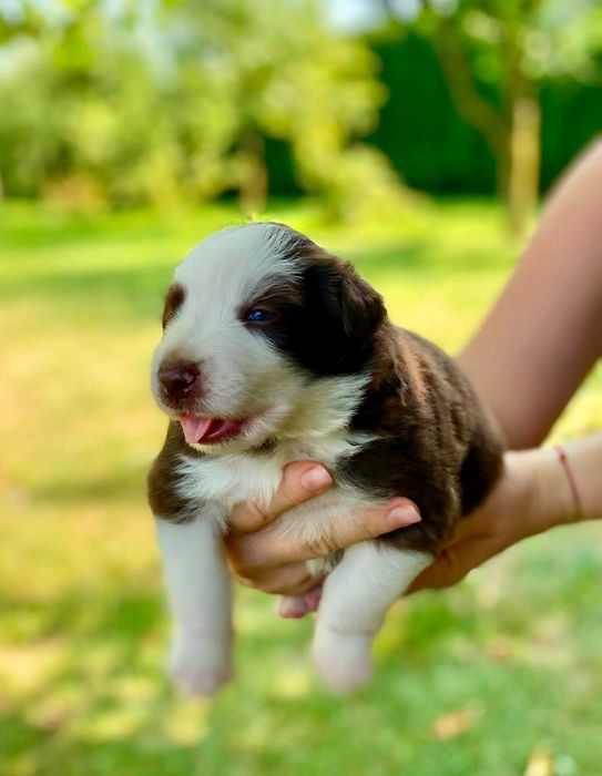 Piękny szczeniak Border Collie - Brązowo-Biały - BRUNO