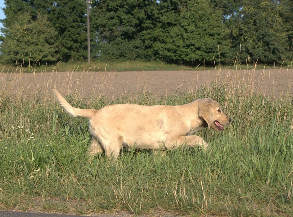 Golden retriever ciemny jasny pies transport