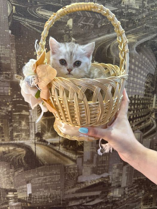 Шотландські кошенята