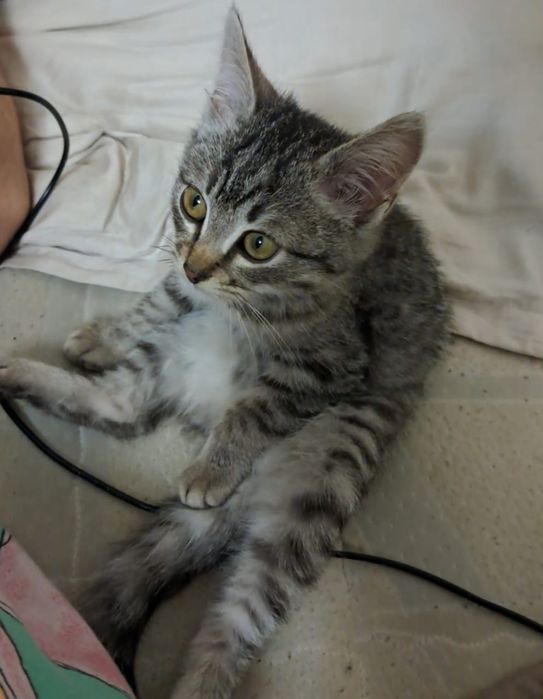 Віддам у добрі руки КОТА