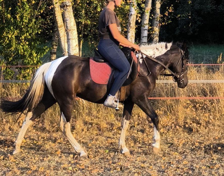 Klacz karosrokata, kuc / hucuł, pięknie malowana