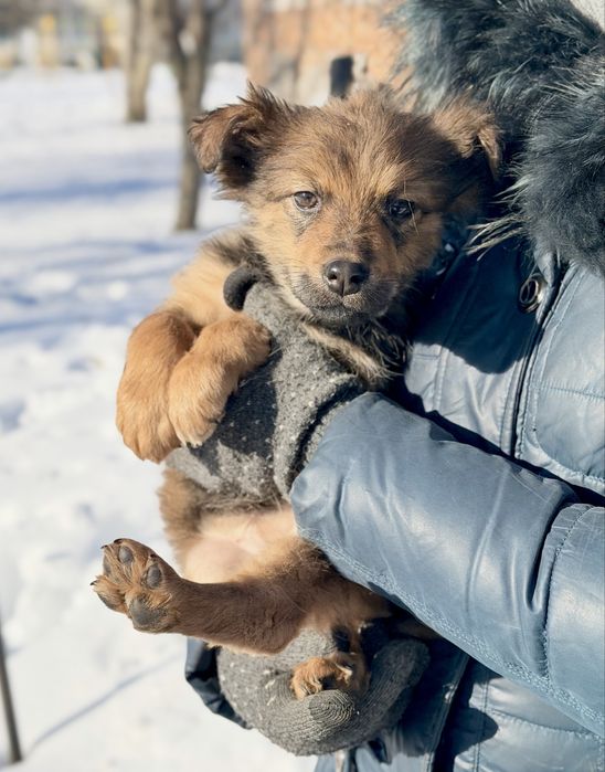 Цуценя метис кавказькоі вівчарки. Стерилізація за наш разунок