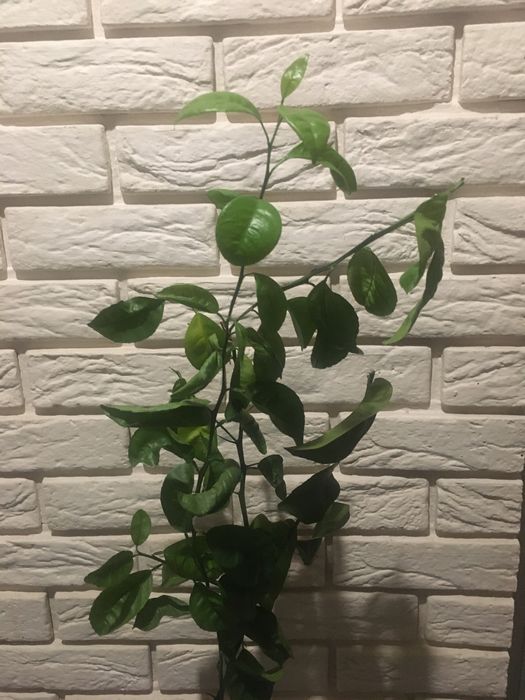 Продам Лимон