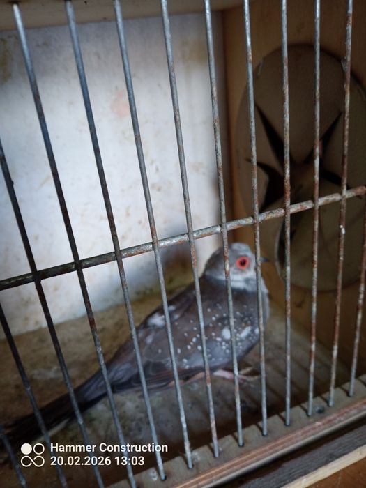 Sprzedam samca młodego gołąbka diamentowego szeka