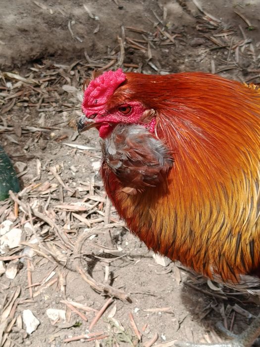 Galo raça Araucana (ovos azuis)