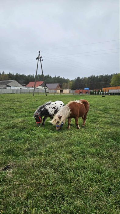 Miniaturowy koń mini klacz kuc