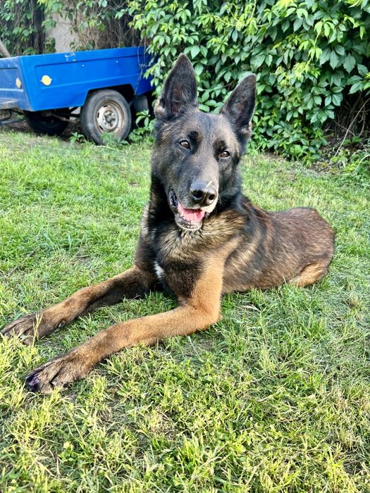 В'язка з бельгійським красенем