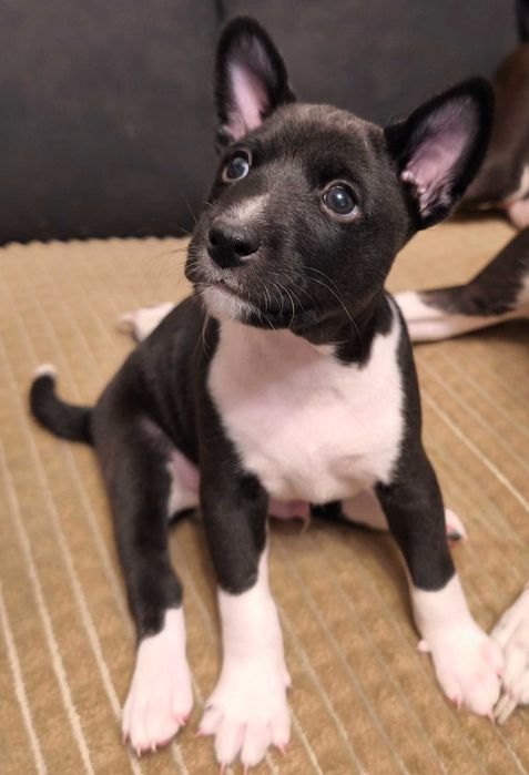 Szczenię rasy Basenji Hodowla Frayko FCI