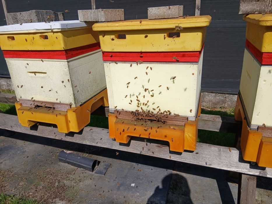 Przezimowane rodziny pszczele na ramce wielkopolskiej