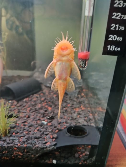 Młode zbrojniki złote Ancistrus