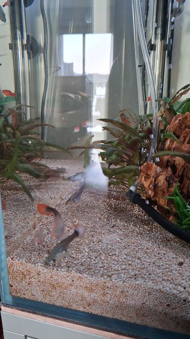 Guppy's Machos e Fêmeas 2/2 para venda
