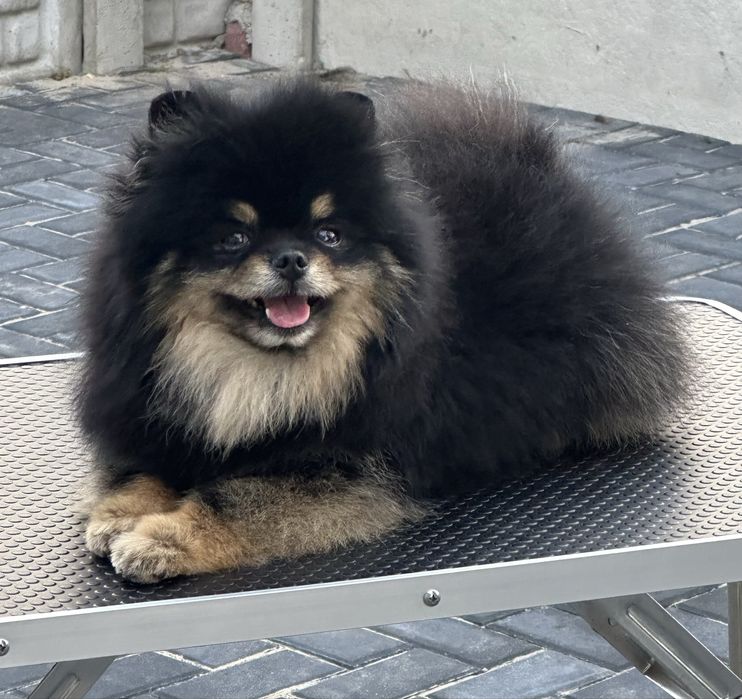 Szpic Miniaturowy Pomeranian