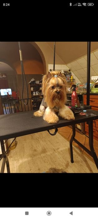Piesek rasy Yorkshire terrier