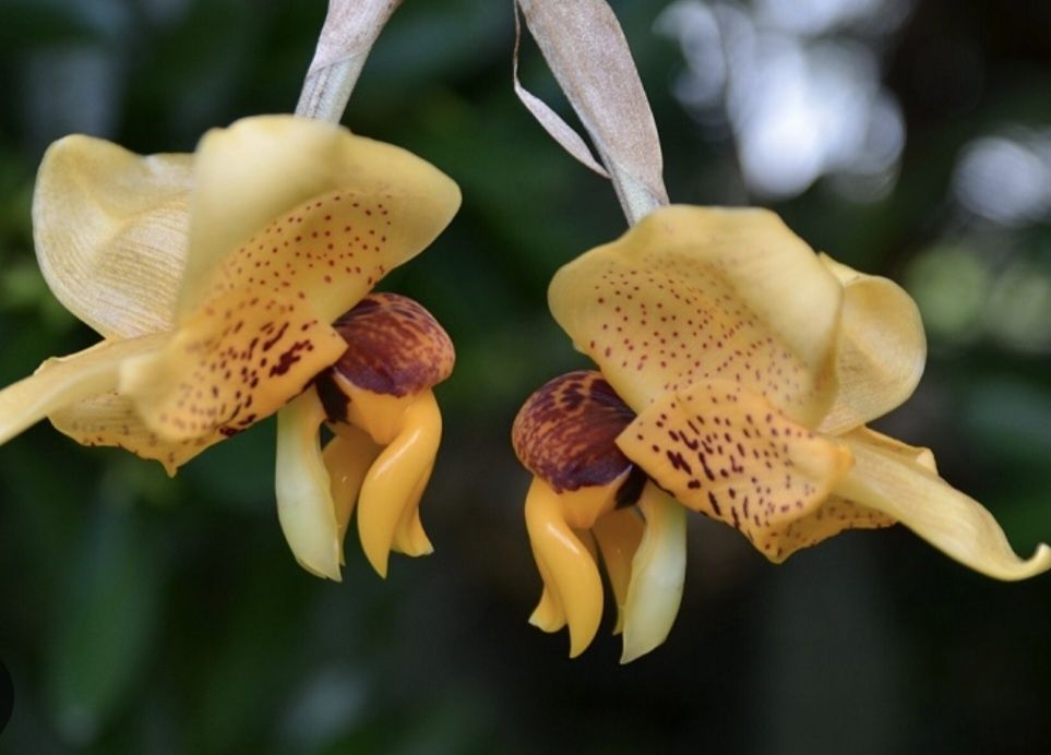 Хоста гигантея(голубые листья),Стангопея-2500грн