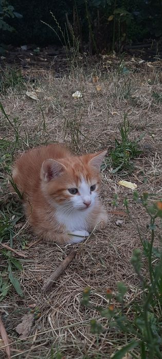 Oddam za darmo koty