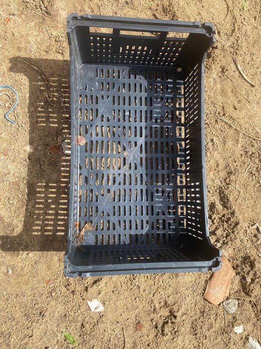 Lote de 600 Caixas de Plástico Agrícolas – 1€/unidade