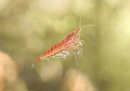 Krewetki Red Cherry – Idealne na start!