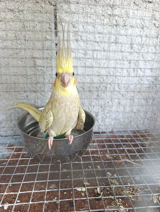 Caturras para criar a mão
