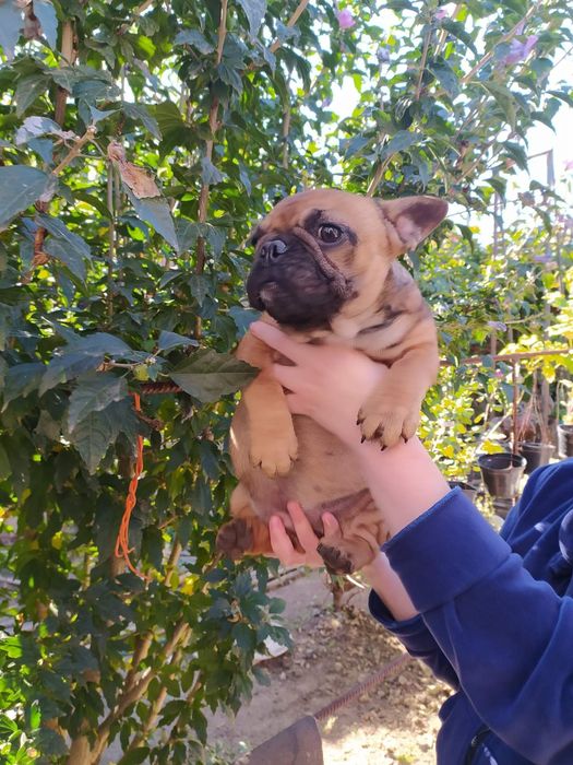 Продажа Французов